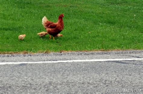 Chicken road online in Spain